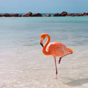 Template Winter Caraïbes