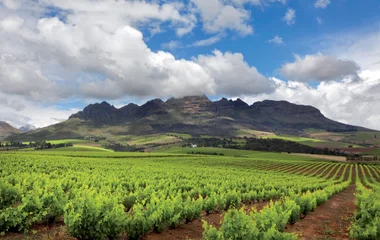 Vignoble en Afrique du Sud