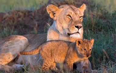 Les plus belles réserves : Amboseli, Elementeita, Masai Mara