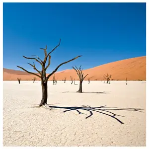 Variations fauves - Eté (à partir de juil. 26)