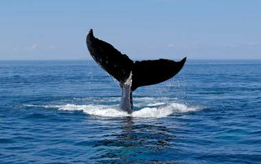 bal des baleines au Canada