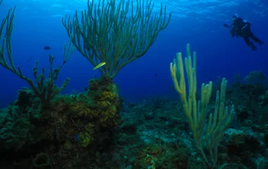 reef