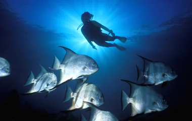 person scuba diving