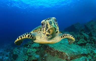tortues sous-marines