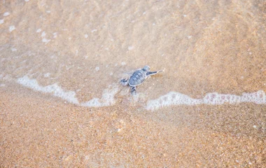 Tartaruga na areia.