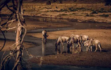 Les plaines de Tanzanie