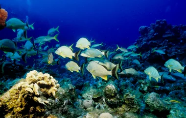 Reef exploration