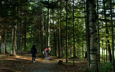 Caminhada na floresta