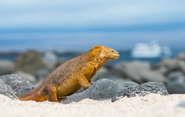 iguanes