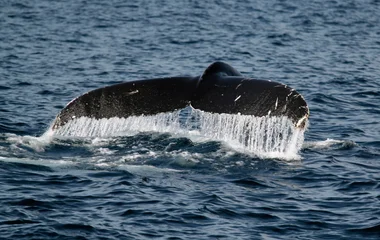 Baleine