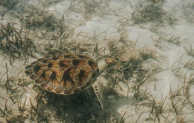 sea turtle in turks and caicos