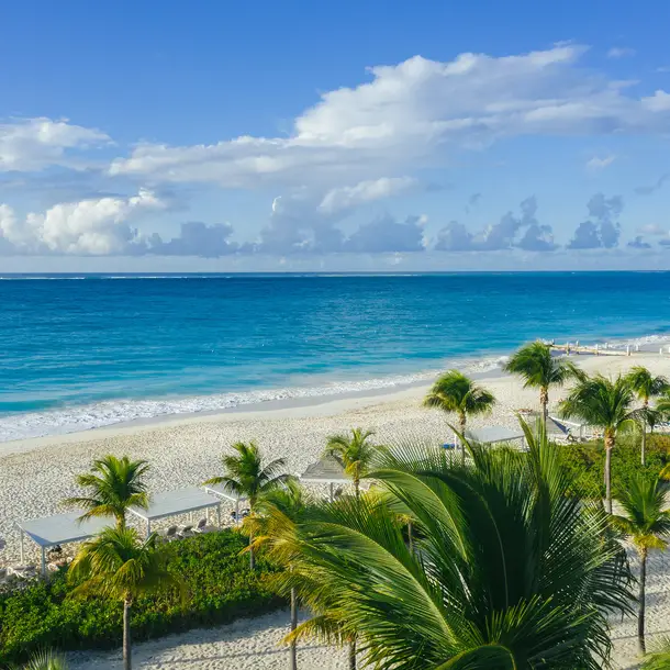 beach and palm trees