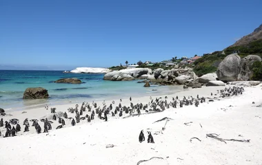 Manchots à Boulders Beach en Afrique du Sud
