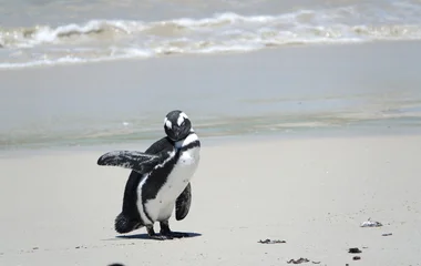 Manchots en Afrique du Sud à Boulders Beach