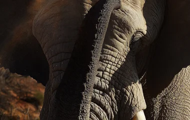 Éléphant en Afrique du Sud