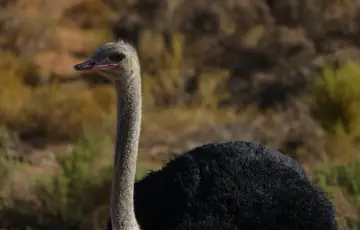 Autruche en Afrique du Sud