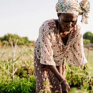 Spécialités sénégalaises : embarquez pour un voyage gourmand et chaleureux