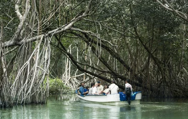 Paseo por manglar.