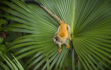 Faune au Costa Rica