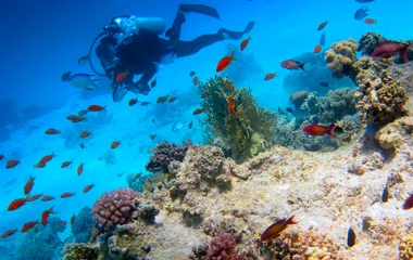 diver looking at fish and coral