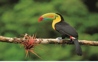 Toucan au Costa Rica