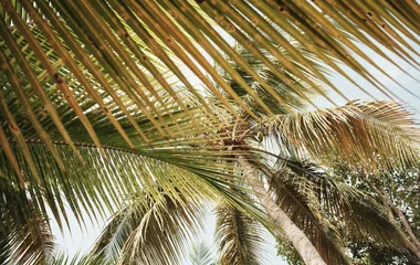 Branches de palmiers à la Caravelle en Guadeloupe