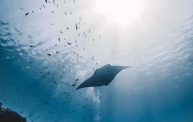 Oceanic adventures
