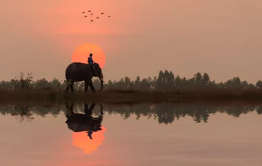 Marche dans la jungle aux côtés des éléphants et cornacs