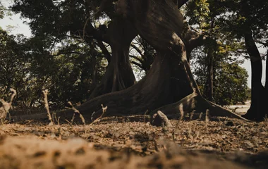 Baobabs au Sénégal