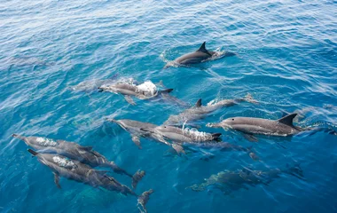 Dauphins