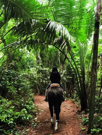 Horseback jungle discovery