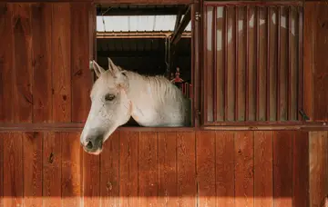 Equitation