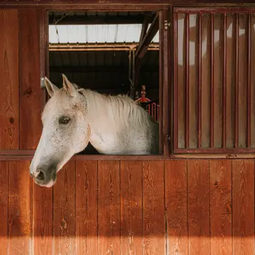 Horseriding in Madonies