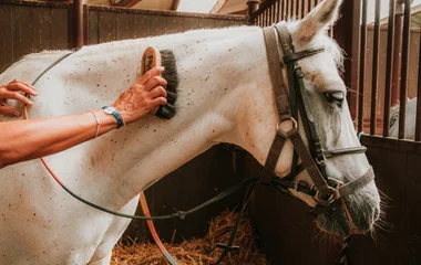 Reitkurs für Erwachsene und Jugendliche – 3 Tage