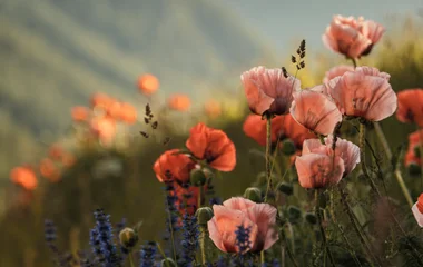 Fleurs à la montagne