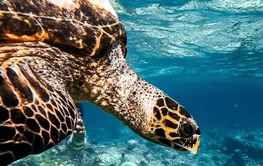 Deep blue adventure