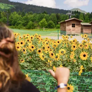 Spring in Hokkaido offers a blend of natural beauty, unique traditions, and exciting activities that captivate both locals and tourists alike.