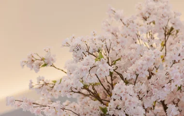 cherry blossom, sakura, hokkaido, japan