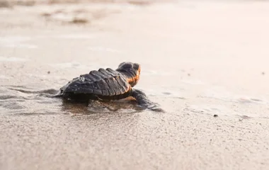 Wildlife wonders