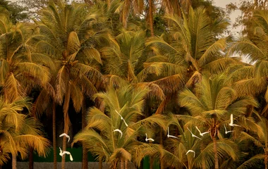 Palmiers et oiseaux à Cap Skirring