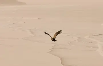 Plage à Cap Skirring