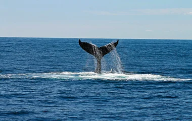 Baleine