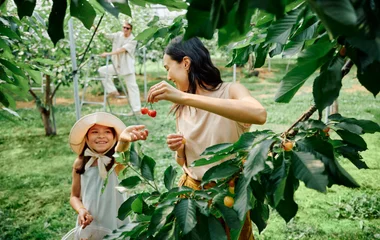 Cueillette des cerises au Japon
