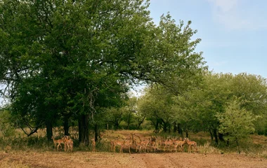 Animaux regroupés en Afrique du Sud