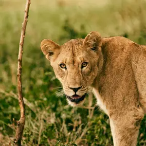 Safari Parc Kruger : votre aventure africaine