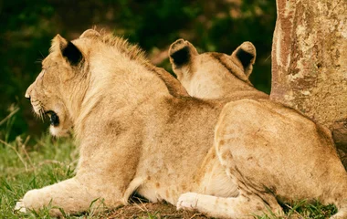 Lions en Afrique du Sud