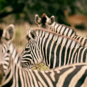 Safari en Afrique du Sud