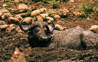 Animaux en Afrique du Sud