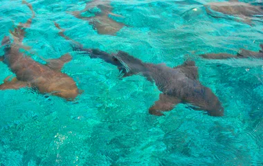 îles au large du littoral