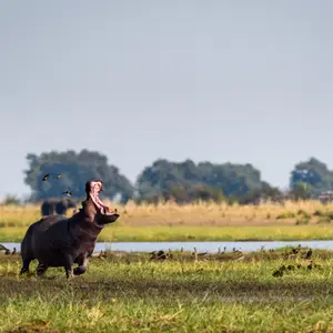 Quand partir au Botswana ?